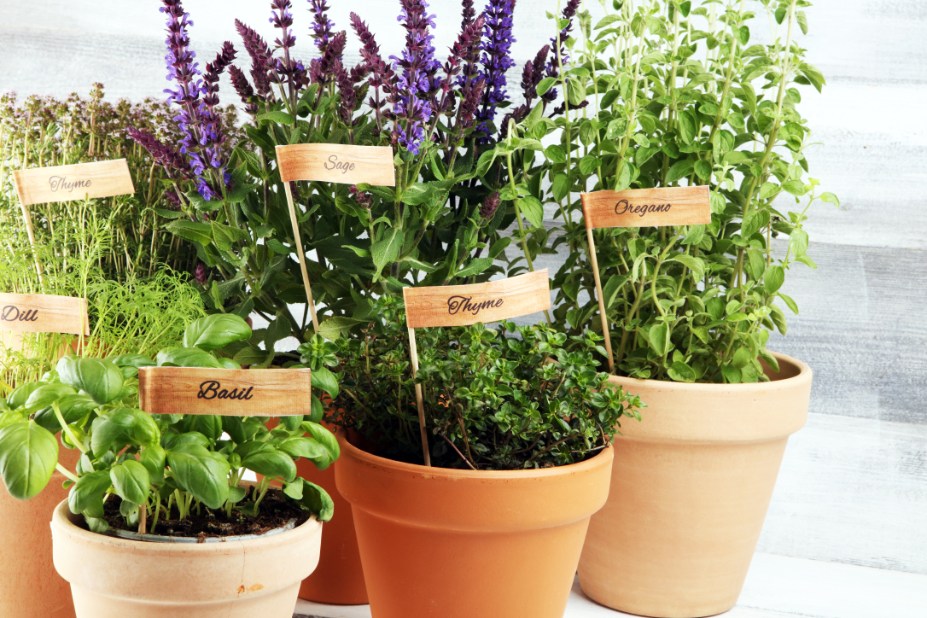 Plantation d'herbes aromatiques dans un rez-de-jardin