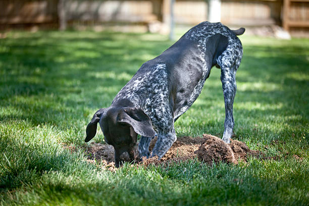 Chien faisant un trou dans la pelouse d' un rez-de-jardin